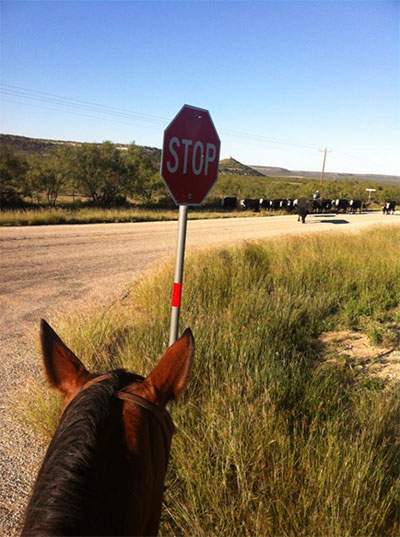 Stop sign image with cattle